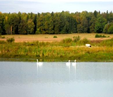 Лебеди в Канашском районе.